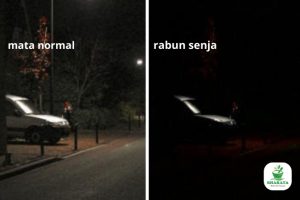 Ciri-ciri Rabun Senja