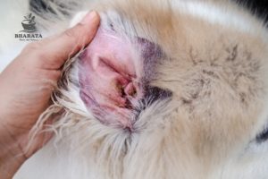 radang telinga pada kucing