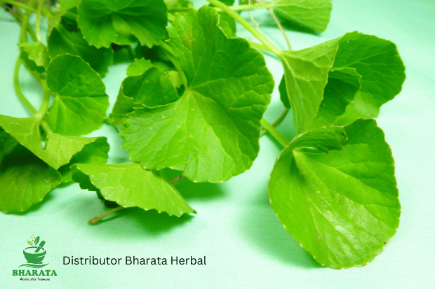 manfaat daun pegagan